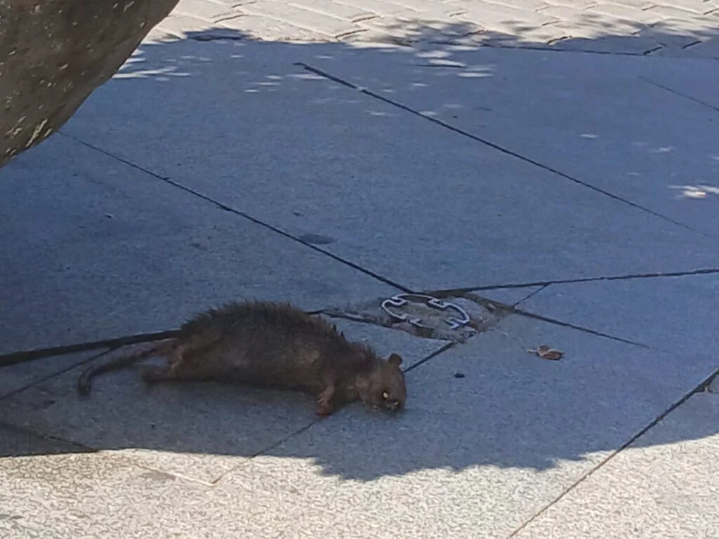 El Partido Popular de Alcorcón llevará al pleno las quejas vecinales por la plaga de ratas en la ciudad